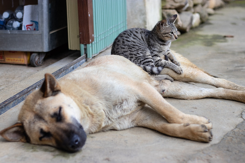 Animali in casa: consigli per una corretta e felice convivenza